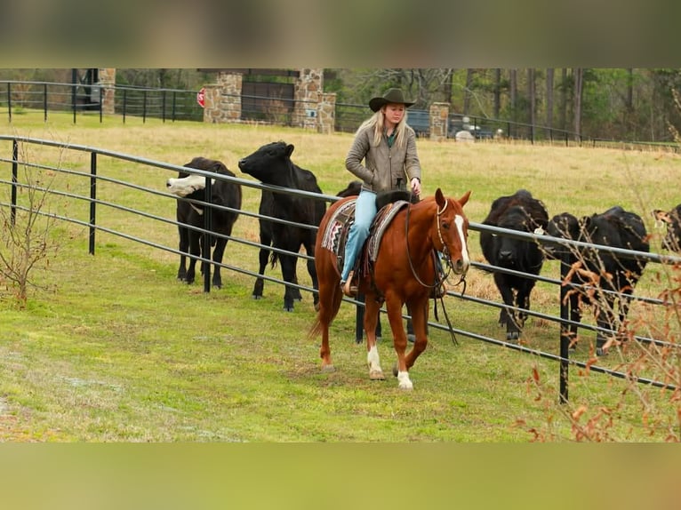 Quarter horse américain Hongre 16 Ans 147 cm Alezan cuivré in Quitman