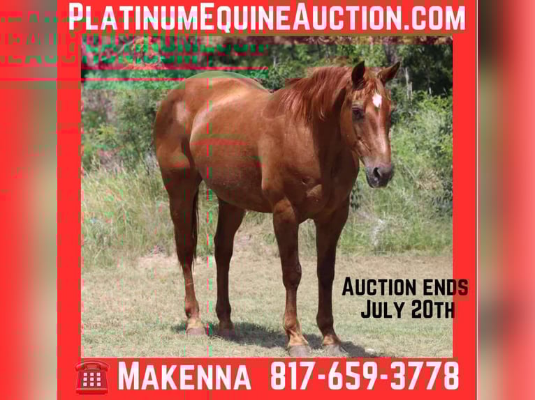 Quarter horse américain Hongre 16 Ans 150 cm Alezan brûlé in Lipan TX