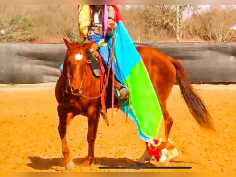 Quarter horse américain Hongre 16 Ans 150 cm Alezan cuivré in Shelbyville KY