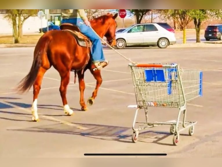 Quarter horse américain Hongre 16 Ans 150 cm Alezan cuivré in Shelbyville KY