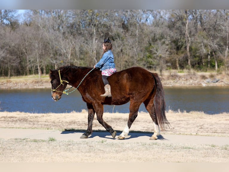 Quarter horse américain Hongre 16 Ans 150 cm Bai cerise in Forney