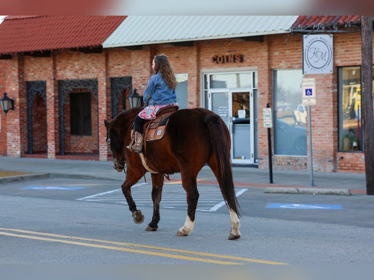 Quarter horse américain Hongre 16 Ans 150 cm Bai cerise in Forney