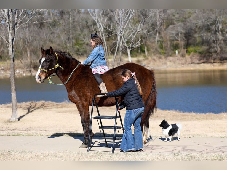Quarter horse américain Hongre 16 Ans 150 cm Bai cerise in Forney