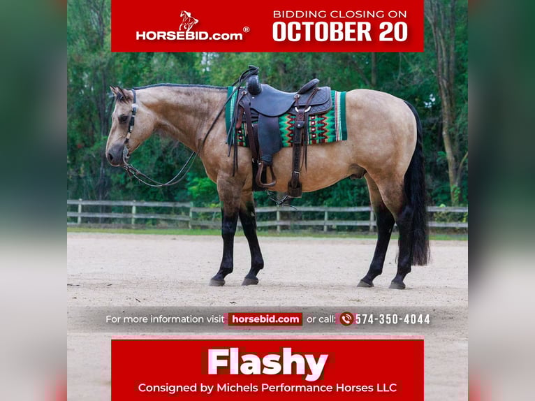 Quarter horse américain Hongre 16 Ans 150 cm Buckskin in Cottage Grove, MN