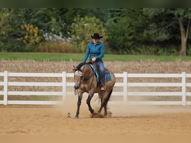 Quarter horse américain Hongre 16 Ans 150 cm Buckskin in Cottage Grove, MN
