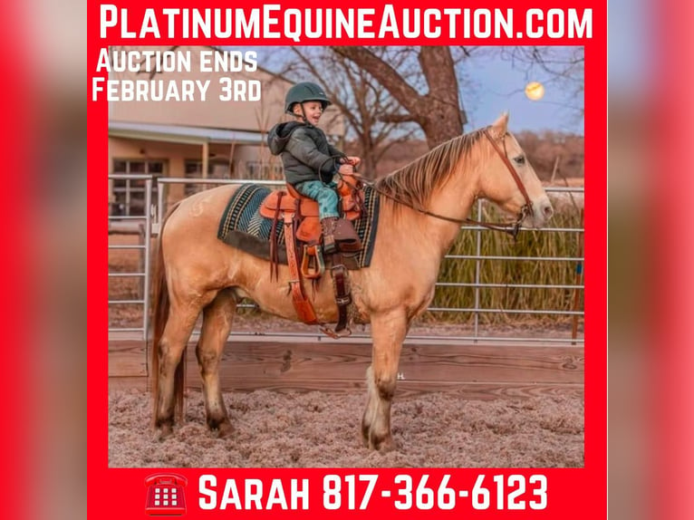 Quarter horse américain Hongre 16 Ans 150 cm Champagne in Weatherford TX