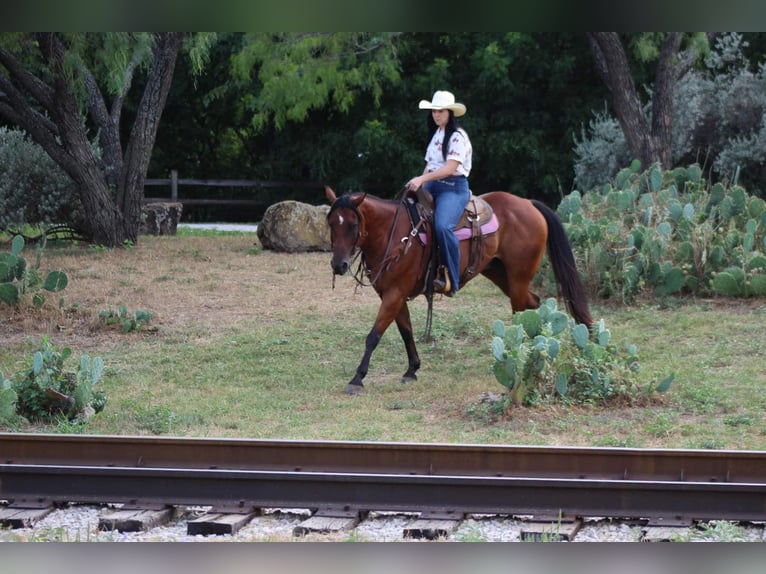 Quarter horse américain Hongre 16 Ans 152 cm Bai cerise in Stephenville TX