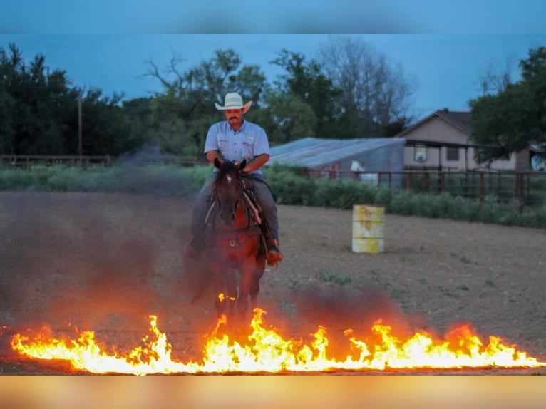 Quarter horse américain Hongre 16 Ans 152 cm Bai cerise in Stephenville TX
