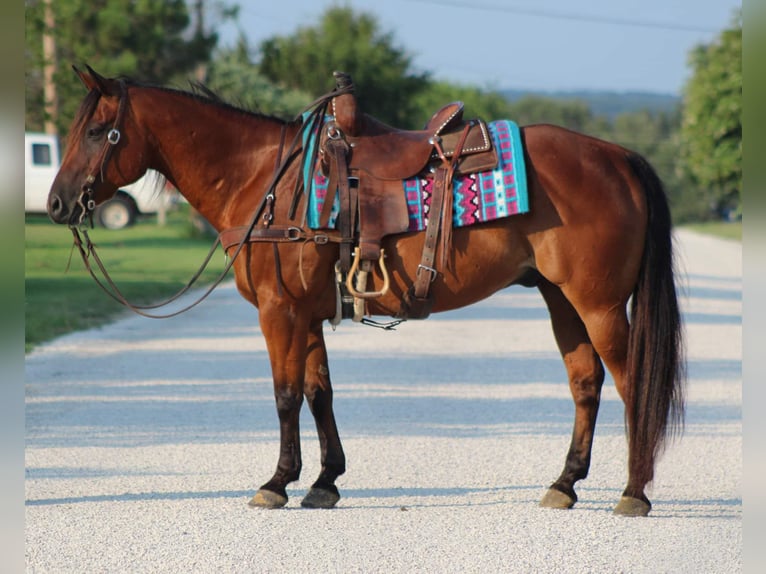 Quarter horse américain Hongre 16 Ans 152 cm Bai cerise in Stephenville TX