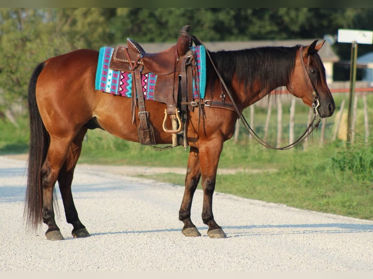Quarter horse américain Hongre 16 Ans 152 cm Bai cerise in Stephenville TX