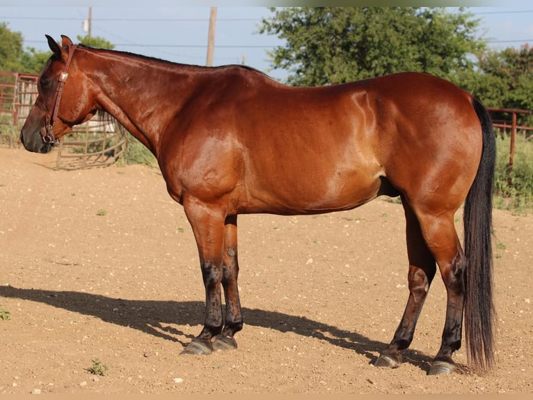Quarter horse américain Hongre 16 Ans 152 cm Bai cerise in Stephenville TX