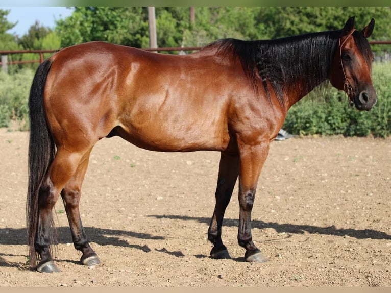 Quarter horse américain Hongre 16 Ans 152 cm Bai cerise in Stephenville TX