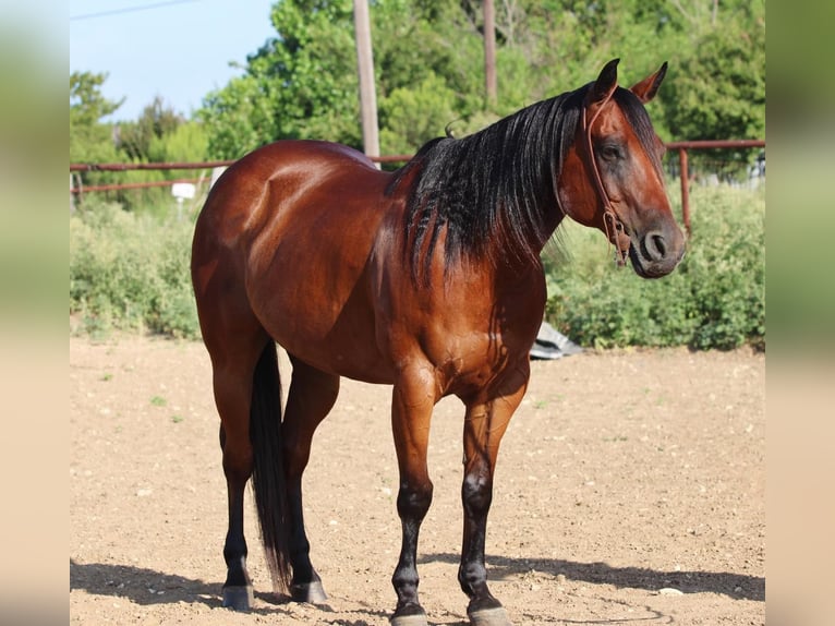 Quarter horse américain Hongre 16 Ans 152 cm Bai cerise in Stephenville TX