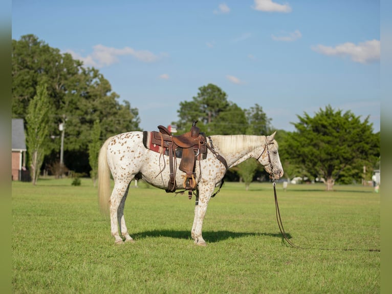 Quarter horse américain Hongre 16 Ans 152 cm Blanc in Fayetteville NC