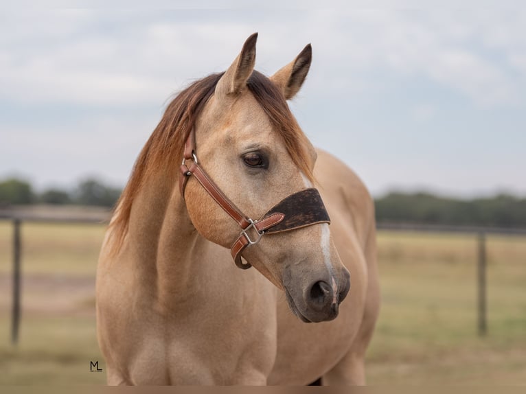 Quarter horse américain Hongre 16 Ans 152 cm Buckskin in Gainesville