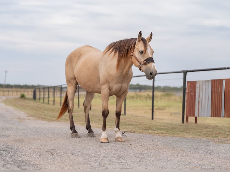 Quarter horse américain Hongre 16 Ans 152 cm Buckskin in Gainesville