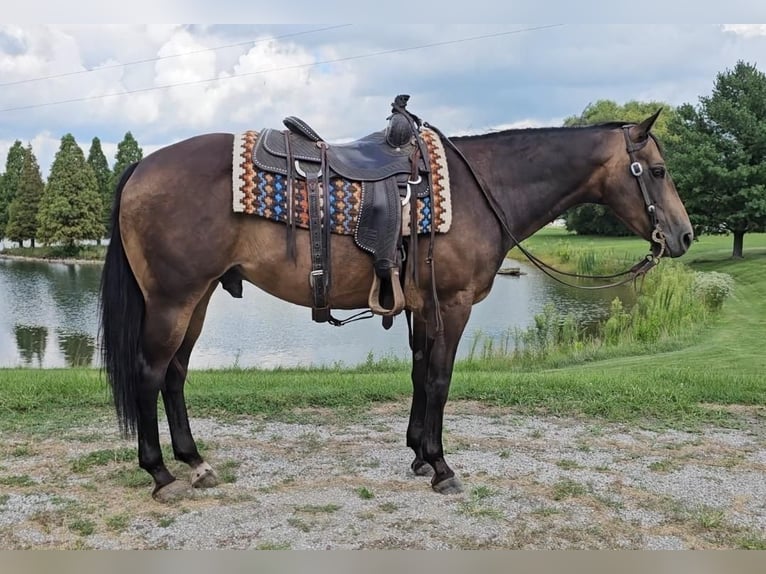 Quarter horse américain Hongre 16 Ans 152 cm Buckskin in Robards