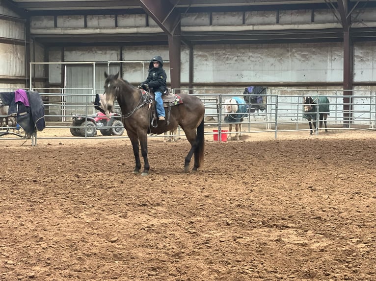 Quarter horse américain Hongre 16 Ans 152 cm Buckskin in Lisbon Ia