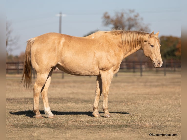 Quarter horse américain Hongre 16 Ans 152 cm Champagne in Weatherford TX