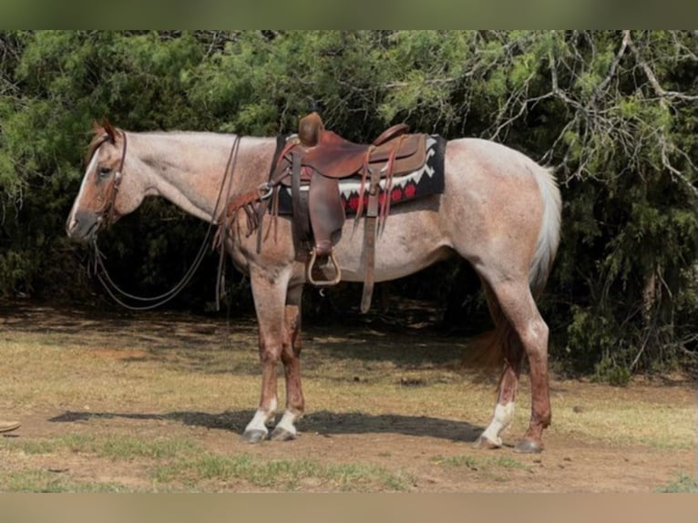 Quarter horse américain Hongre 16 Ans 152 cm Rouan Rouge in cleburne Tx