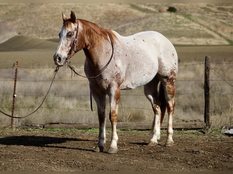 Quarter horse américain Hongre 16 Ans 152 cm Rouan Rouge in paicines CA