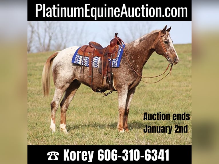 Quarter horse américain Hongre 16 Ans 152 cm Rouan Rouge in Whitley city Ky