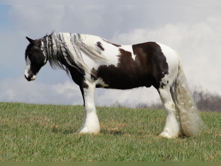 Quarter horse américain Hongre 16 Ans 152 cm Tobiano-toutes couleurs in Brodhead, KY