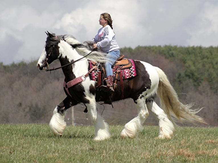 Quarter horse américain Hongre 16 Ans 152 cm Tobiano-toutes couleurs in Brodhead, KY