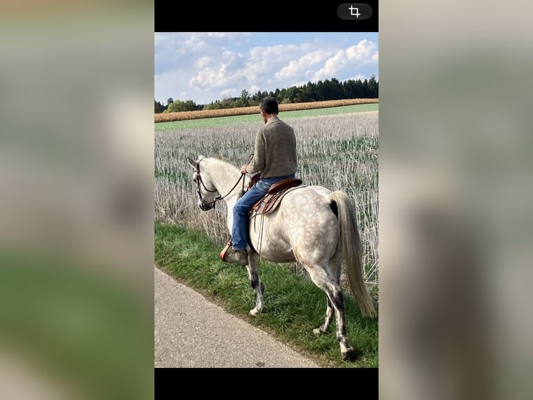 Quarter horse américain Hongre 16 Ans 155 cm Gris (bai-dun) in Täferrot