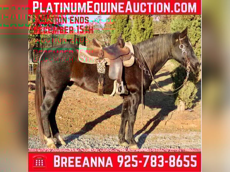 Quarter horse américain Hongre 16 Ans 155 cm Roan-Bay in Valley Springs CA