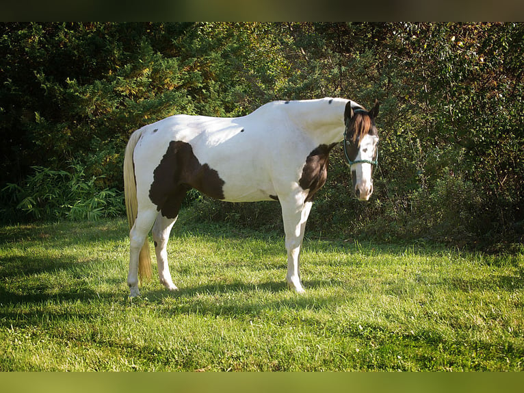 Quarter horse américain Hongre 16 Ans 155 cm Tobiano-toutes couleurs in Coatesville PA