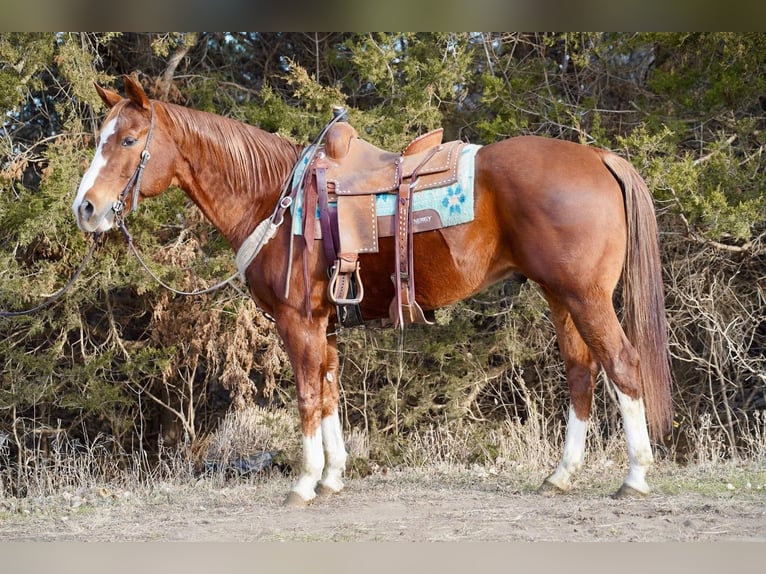 Quarter horse américain Hongre 16 Ans 157 cm Alezan cuivré in Valley Springs