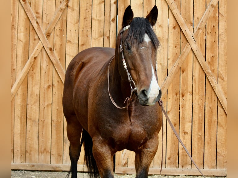 Quarter horse américain Hongre 16 Ans 157 cm Bai cerise in Fort Collins