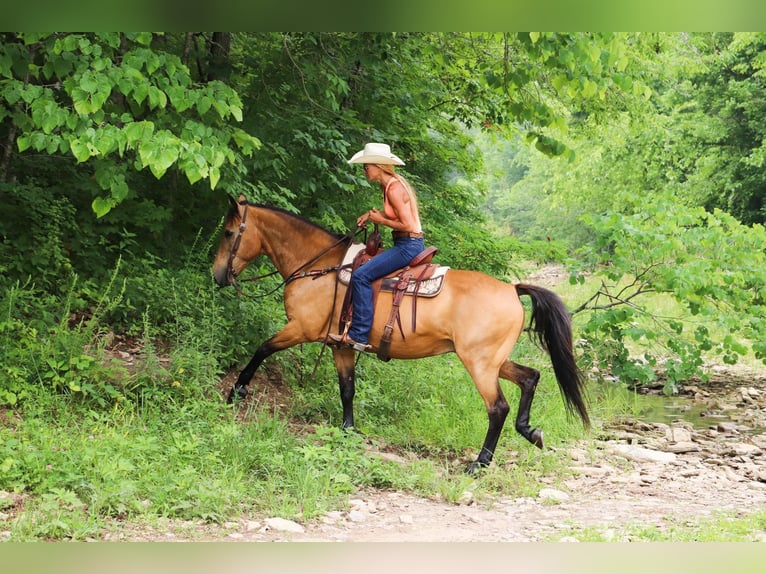 Quarter horse américain Hongre 16 Ans 157 cm Buckskin in Hillsboro KY