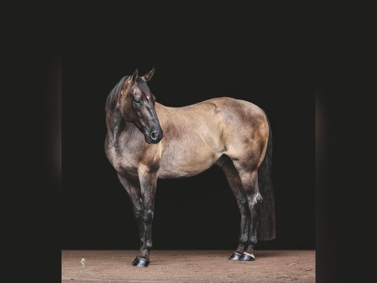 Quarter horse américain Hongre 16 Ans 157 cm Grullo in Everett PA