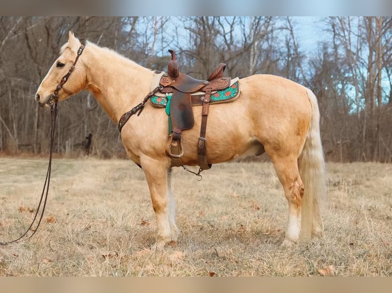 Quarter horse américain Hongre 16 Ans 157 cm Palomino in Hillsboro KY