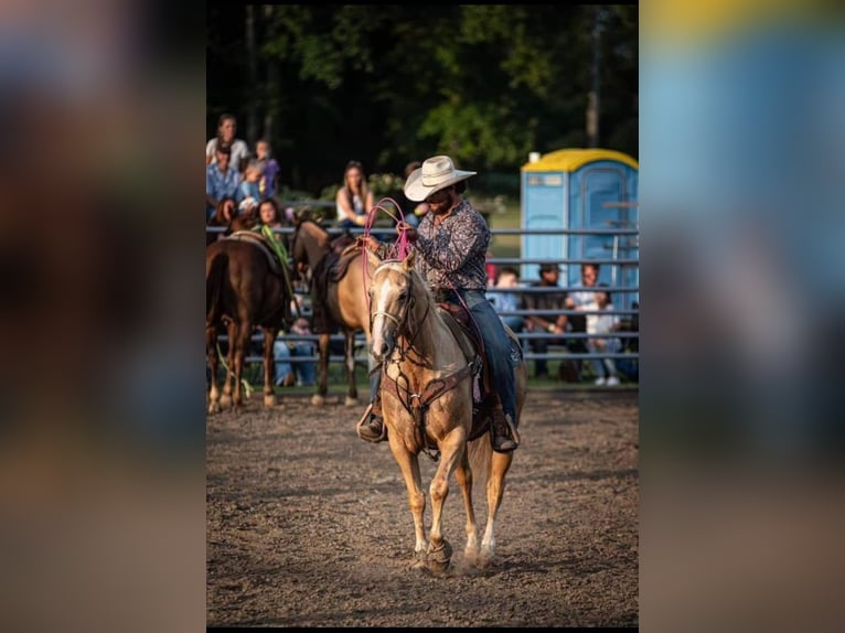 Quarter horse américain Hongre 16 Ans 157 cm Palomino in Pickens SC