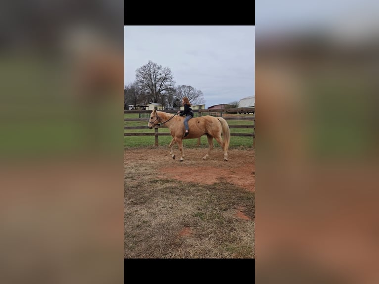 Quarter horse américain Hongre 16 Ans 157 cm Palomino in Pickens SC