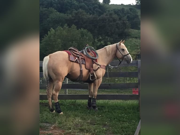 Quarter horse américain Hongre 16 Ans 157 cm Palomino in Pickens SC