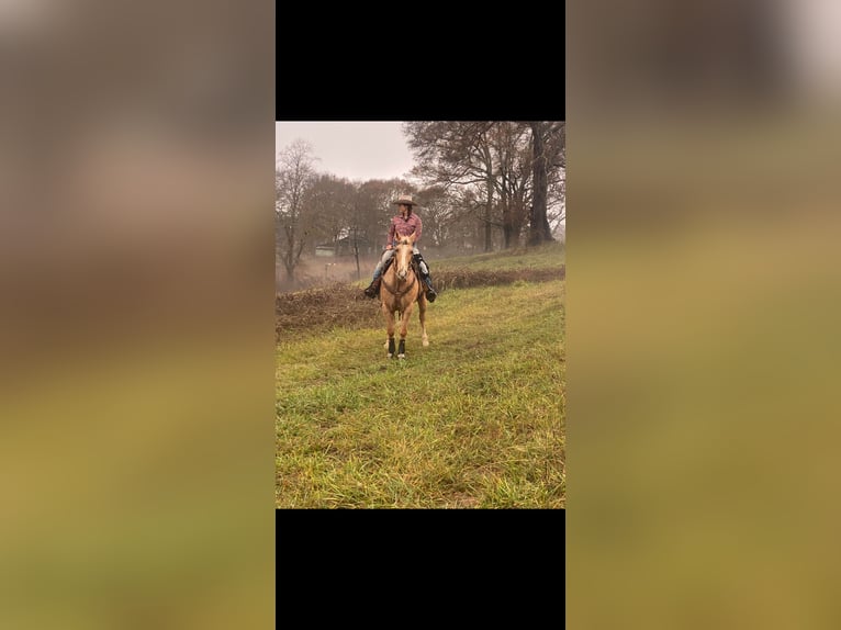 Quarter horse américain Hongre 16 Ans 157 cm Palomino in Pickens SC