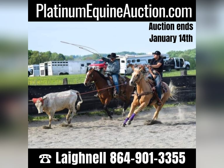 Quarter horse américain Hongre 16 Ans 157 cm Palomino in Pickens SC