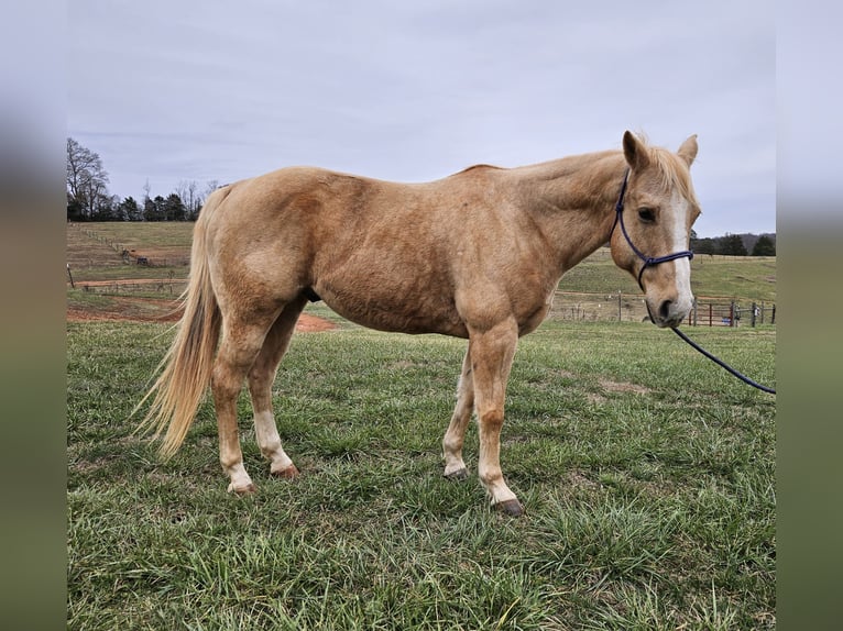 Quarter horse américain Hongre 16 Ans 157 cm Palomino in Pickens SC