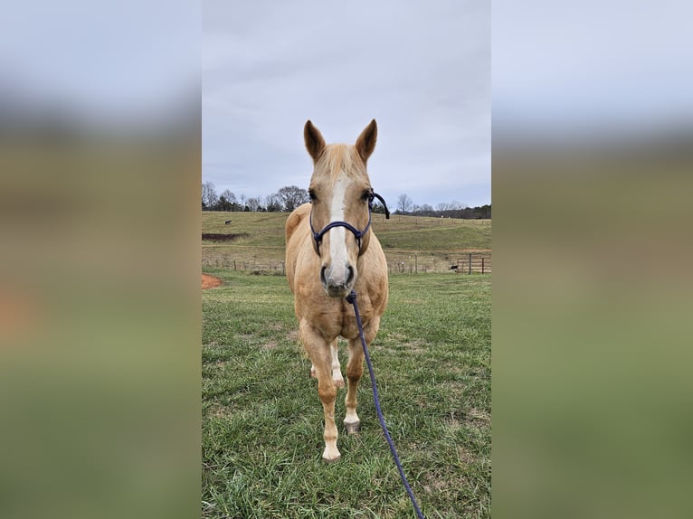 Quarter horse américain Hongre 16 Ans 157 cm Palomino in Pickens SC