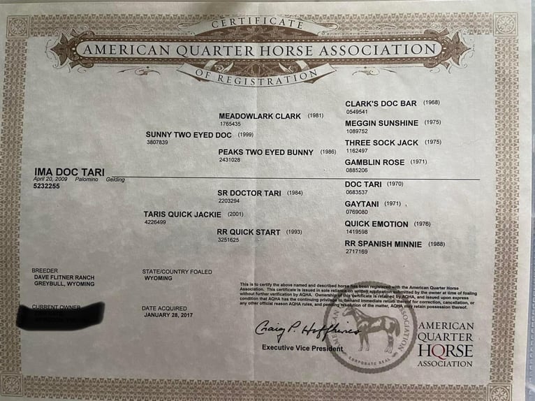 Quarter horse américain Hongre 16 Ans 157 cm Palomino in Pickens SC