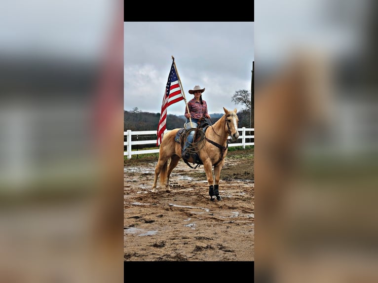 Quarter horse américain Hongre 16 Ans 157 cm Palomino in Pickens SC
