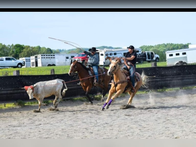 Quarter horse américain Hongre 16 Ans 157 cm Palomino in Pickens SC