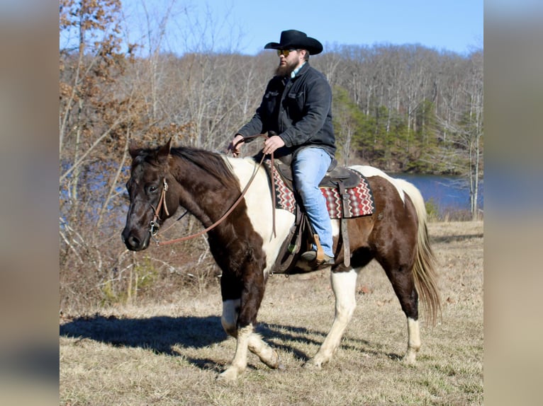 Quarter horse américain Hongre 16 Ans 157 cm Tobiano-toutes couleurs in Borden IN