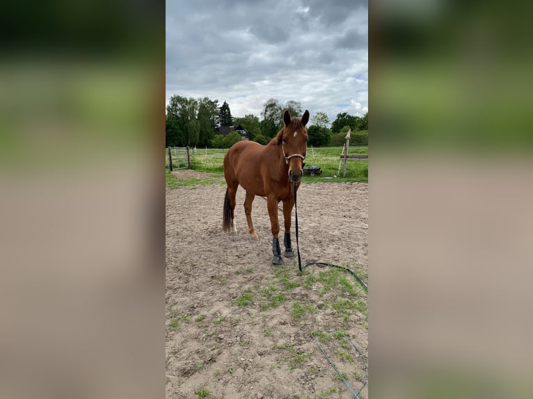 Quarter horse américain Hongre 16 Ans 158 cm Alezan in Leiferde