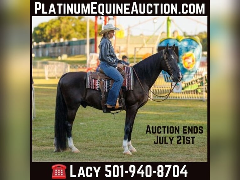 Quarter horse américain Hongre 16 Ans 160 cm Noir in Quitman, AR