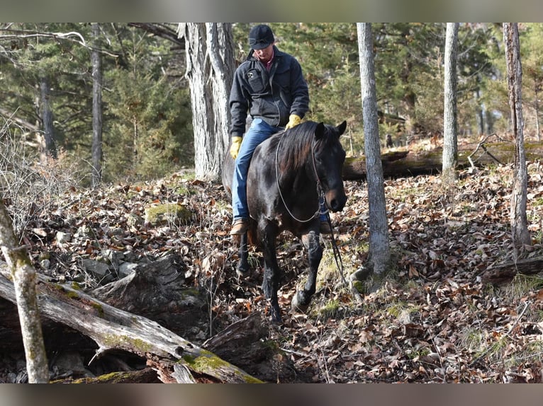 Quarter horse américain Hongre 16 Ans 160 cm Rouan Bleu in Sweet Springs, MO